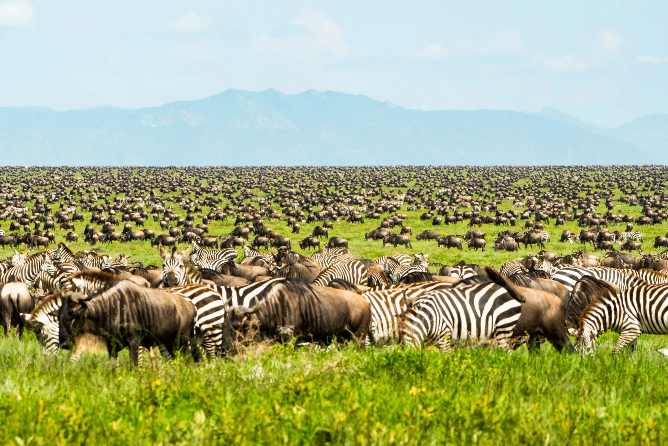 Serengeti & Ngorongoro Fly-In